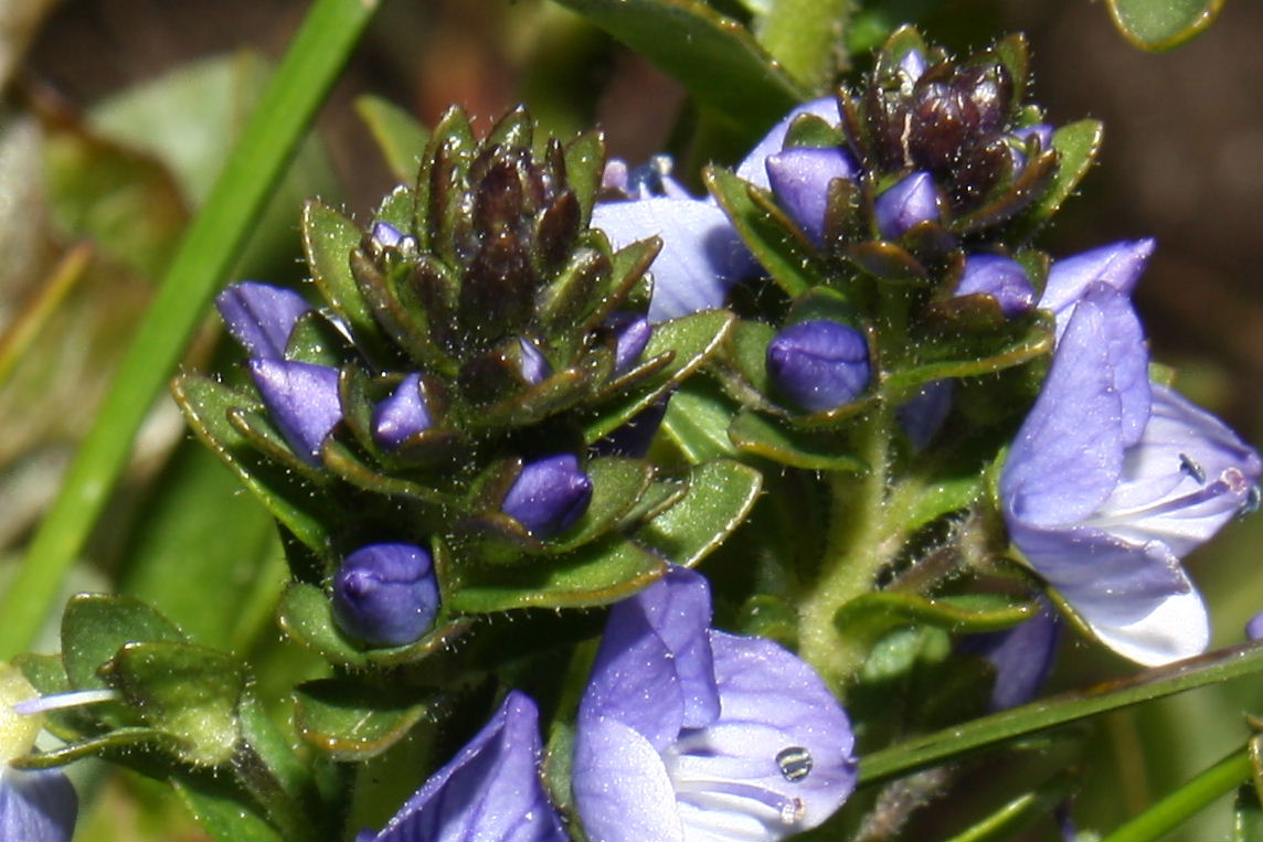 Veronica serpyllifolia subsp. humifusa